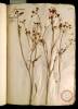 Fol. 25 

Apium primum. Petroselinum vulgare.